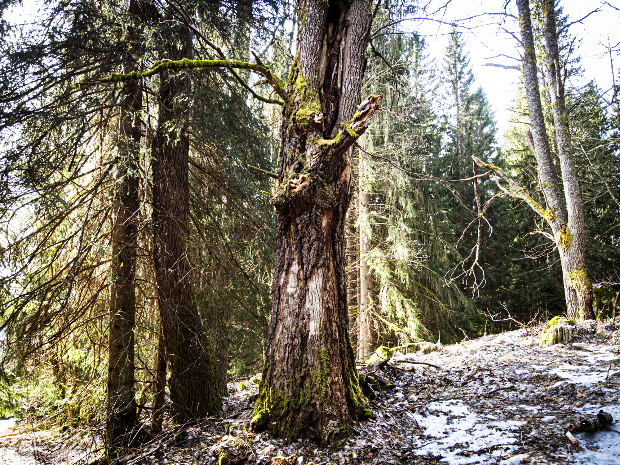 Světlohorská cesta, Žďárek, Jelení stezka, Šumava