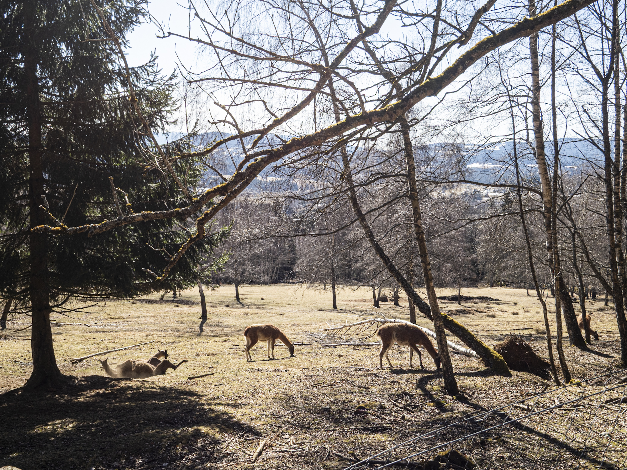 Zlatá stezka, Žlíbky, Horní Vltavice, Hornovltavické pastviny, Šumava