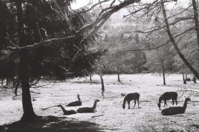 Strážný – Obecní vrch, Dolní Cazov, České Žleby, Splavský mlýn (Nikon F-801 + Fomapan 200)