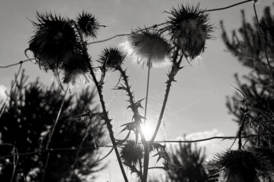 Podzimní protisvětlo